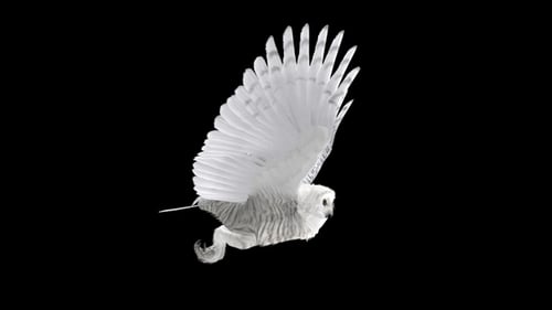 Arctic Owl - Flying Loop - Side View