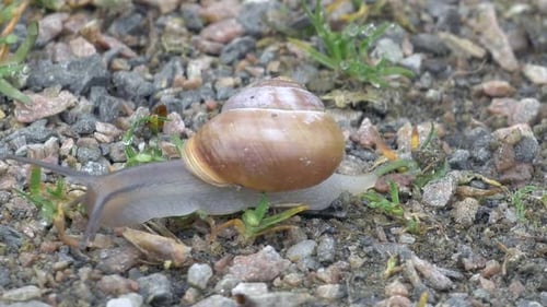 Schnecke
