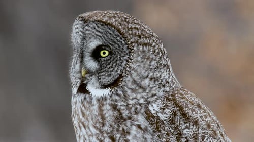 Great Grey Owl turns head with blurred forest background medium shot