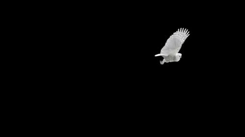 Arctic Owl - Flying Transition - IV - Screen Circle
