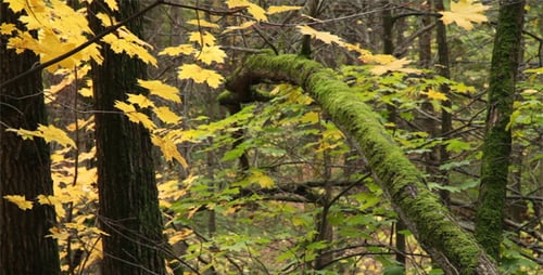 Autumn Forest