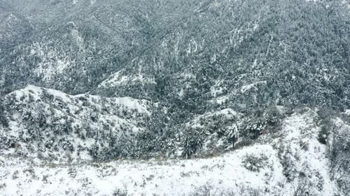 Aerial Snowfall in Mountain Forest with White Winter Landscape and Pine Trees