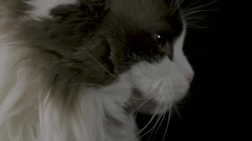 Close-Up of Cat with White and Gray Fluff