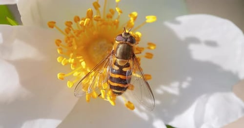 Hoverfly Resting on the Stamen of White Flower