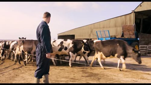 Cattle farmer with herd of cattles