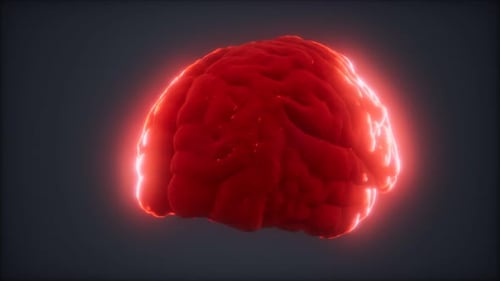 Loop Rotating Human Brain Animation