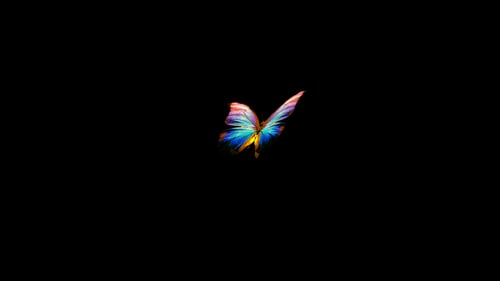 Rainbow Butterfly - Flying Loop - Alpha Channel
