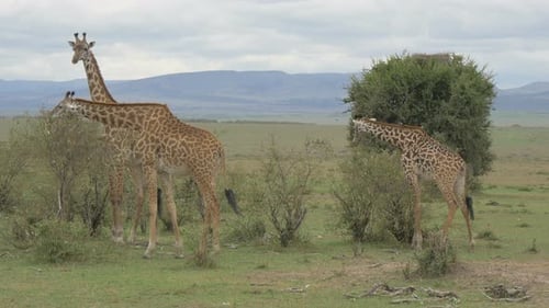 Giraffes Eating in the African Savanna