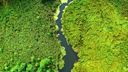 Stunning river and green algae in summer.