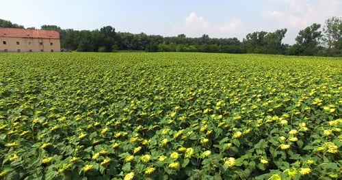 Aerial View of an Expansive Sunflower Field