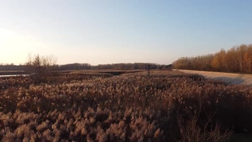 Aerial Shot Over Lake Vegetation in Autumn