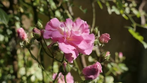 Woody perennial flower of climber Rose slow-mo 1920X1080 HD footage - Slow motion Rosa plant in the