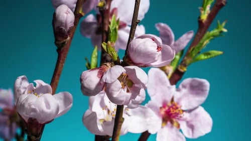 Spring Easter Time Lapse Pink Flowers of Peach Blossom on Sky Blue Background
