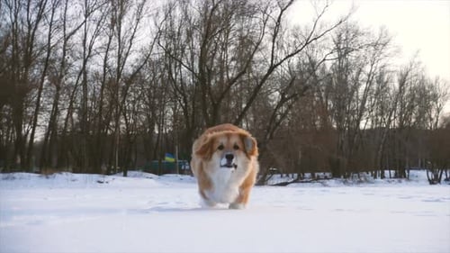 Happy Dog Runs Toward Camera in Snowy Winter Landscape