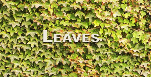 Leaves