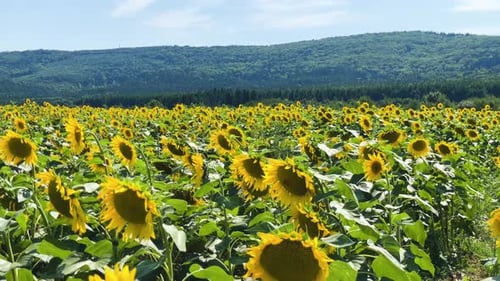 Hummel und Honigbiene auf gelber Sonnenblume im Sommer