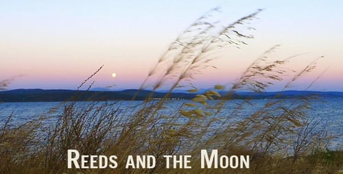 Wheatgrass Blowing Near Calm Water at Sunset