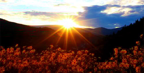 Mountain Sunrise over Field of Orange Flowers