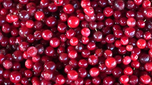 Perdrix ou Cowberry