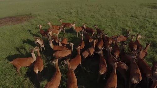 Aerial View of Deer Herd Grazing in Green Field