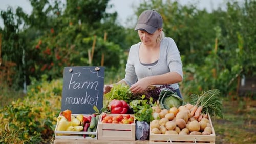 The Seller in the Farmer's Market Carefully Places the Vegetables on the Counter