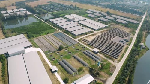 Aerial top view of roof of garden plant industry farm in agriculture concept with paddy rice field