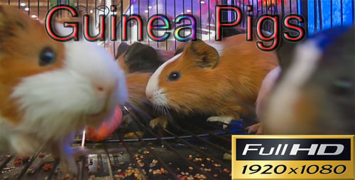 Guinea Pig FULL HD