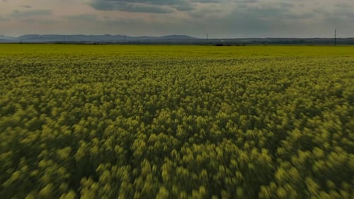 The Field Of Blooming Flowers. Blooming Rapeseed. Aerial View.