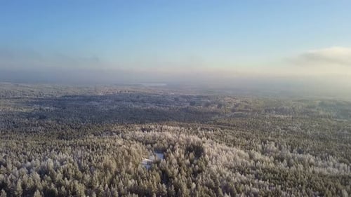 Winter Forest Nature