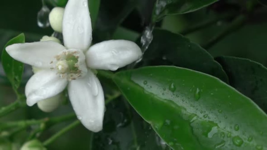 Cover for Rain Drops