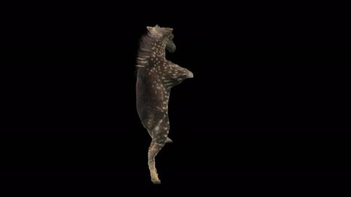 Dancing Fawn on Hind Legs Alpha Channel Loop