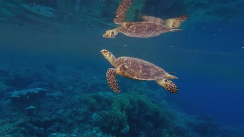 Atmen Schildkröten
