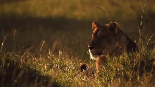Lioness lying in long grass on savanna at sunset, African wildlife in Kenya
