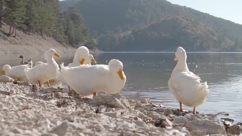 White ducks waiting by the lake.