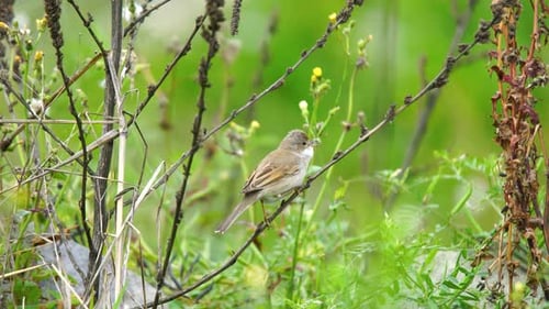 Common Whitethroat