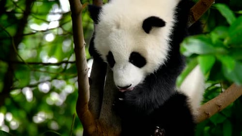 Cute Baby Panda Climbing in a Green Tree