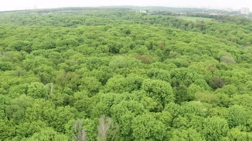 Green Forest