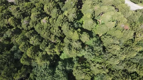 Tir de Drone forestier