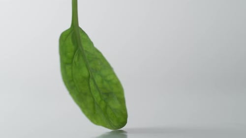 Baby spinach spinning on water surface. Slow Motion.