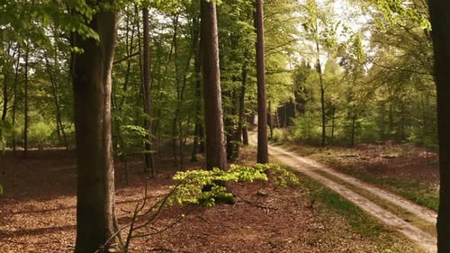 One Side of Forest with Large Trees