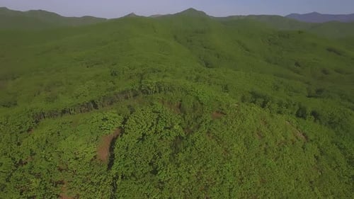 Drone Flight Over a Green Forest Covered with Green Vegetation