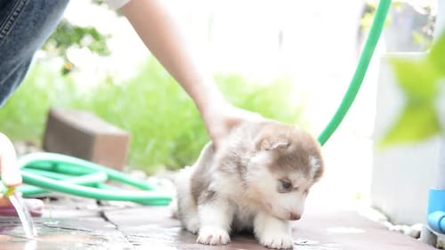 Woman Giving a Husky Puppy a Bath with a Hose