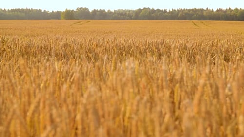 Cereal Field with Ripe Wheat Spikelets