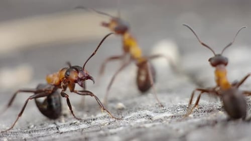 Ants Formica Rufa Close Up