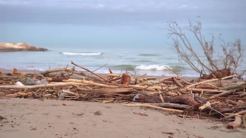 So viele Äste von Bäumen im Sand des schmutzigen Strandes mit einem Deich daneben