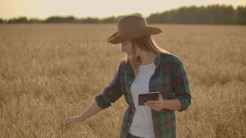 A Woman Farmer in a Shirt and Jeans Goes with a Tablet in a Field with Rye Touches the Spikelets and