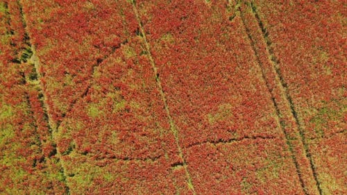 A Red Field of Poppy Flowers