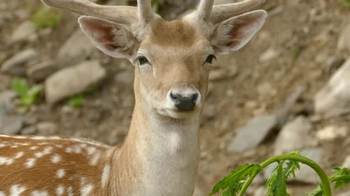 Close up of a young male fallow deer buck leisurely grazing on wild greens, Dama dama