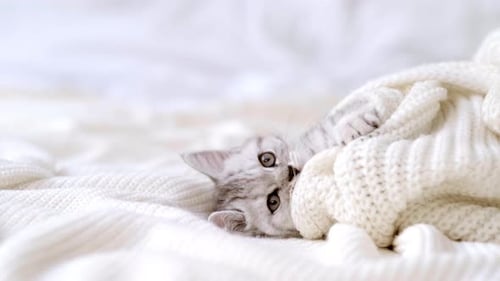 Cute Kitten Wrapped in Cozy White Blanket