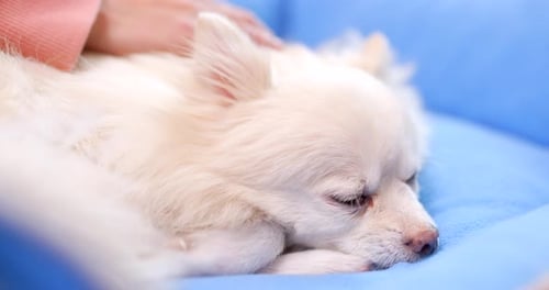 Dog Sleeping Peacefully in its Bed, Petting Hand